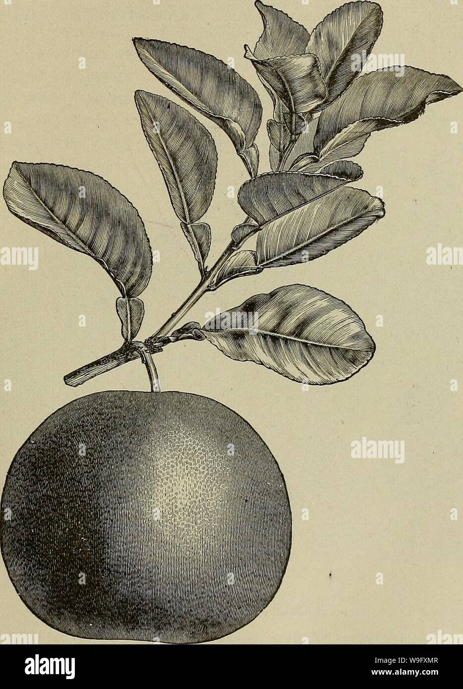 Archive image from page 80 of Culture of the citrus in. Culture of the citrus in California  cultureofcitrusi00cali Year: 1900 ( THE ORANGE IN CALIFORNIA—VARIETIES. 73 THE SHADDOCK. Citrus aurantium, var. Decumana, Willd. SEEDLINGS.—Hypocotyl very short, subterranean. Cotyledons subterranean, and remaining in the seed till they decay, oblong- elliptic, obtuse, plano-convex, fleshy, sessile, and both directed to one side    Fruiting branch of Shaddock (Citrus decumana)—reduced. greenish-yellow above, yellowish beneath, somewhat falcate, 13 mm. long and 6 mm. wide. Stem, soon becoming woody, cov Stock Photo