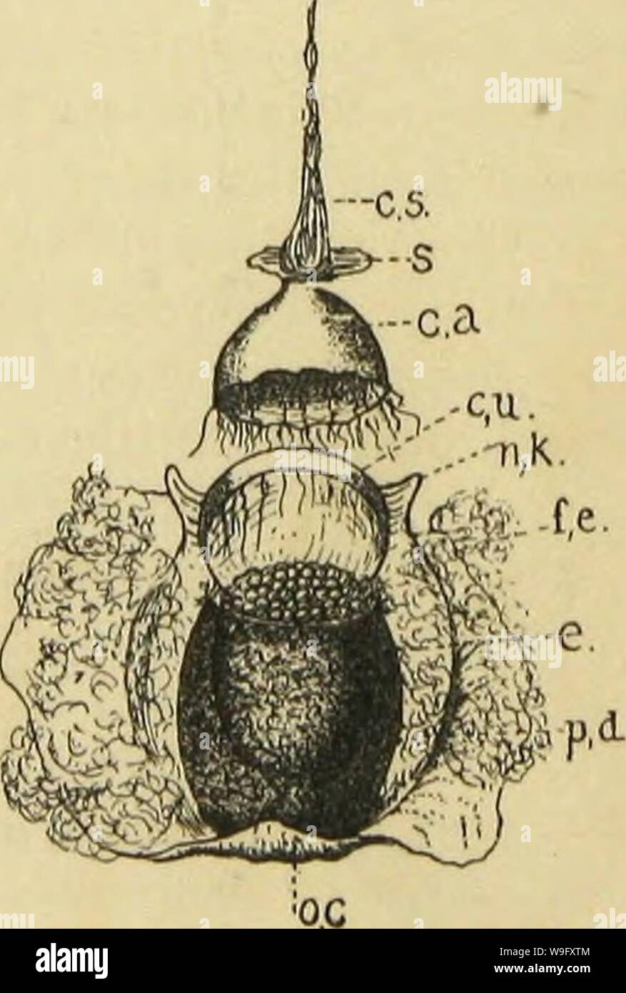 Archive image from page 81 of American spiders and their spinning. American spiders and their spinning work. A natural history of the orbweaving spiders of the United States, with special regard to their industry and habits  CUbiodiversity1121211-9810 Year: 1889 ( Fig. 43. Section view of cocoon of Argiope cophinaria. fe, flossy envelope inside the outer case, oc; p.d, the brown padding; c.ii, the cup or dish against which the eggs (e) are deposited; c.a, cap covering the egg cup ; c.s, suspen- sion cord. is filled with a (Figs. 43, 44, o.c) is usually a thin, stiff, parchment like substance, Stock Photo