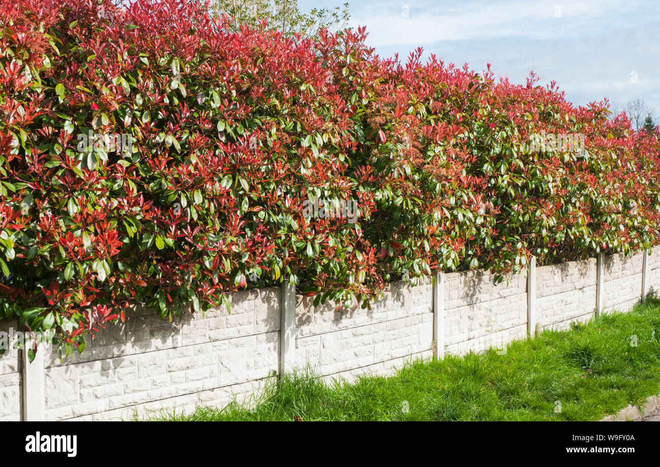 Photinia x fraseir Red Robin showing bright red leaves early and being used as hedging An evergreen shrub that is frost hjardy Stock Photo - Alamy