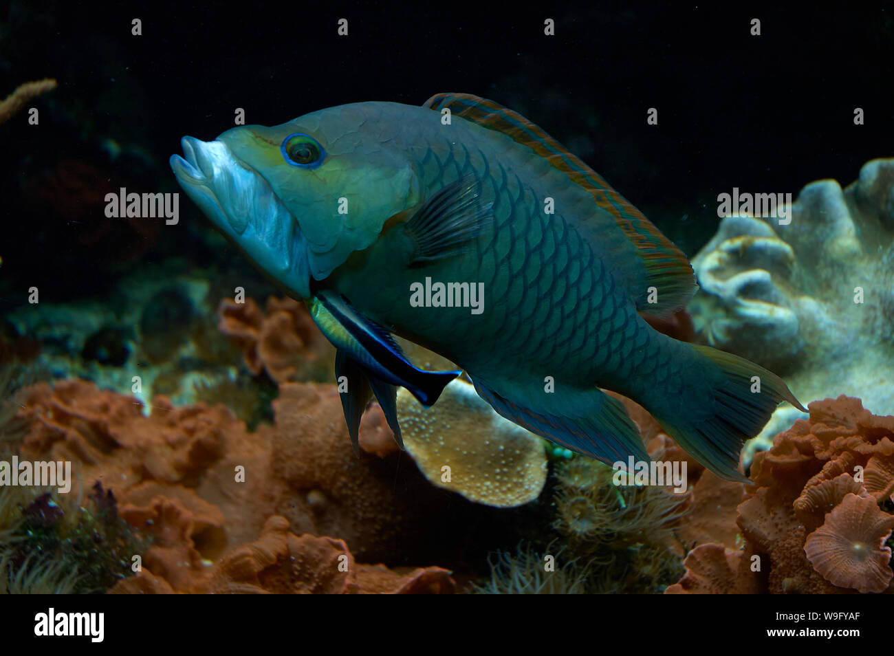 A grouperlike coral fish with large beautiful distinguished scales