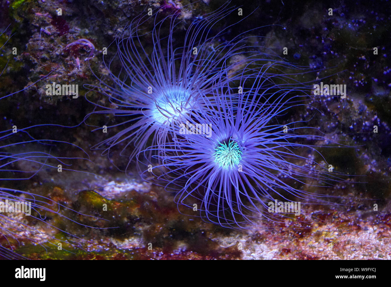 Glowing Fluorescent Blue Coral Reef Anemone Stock Photo