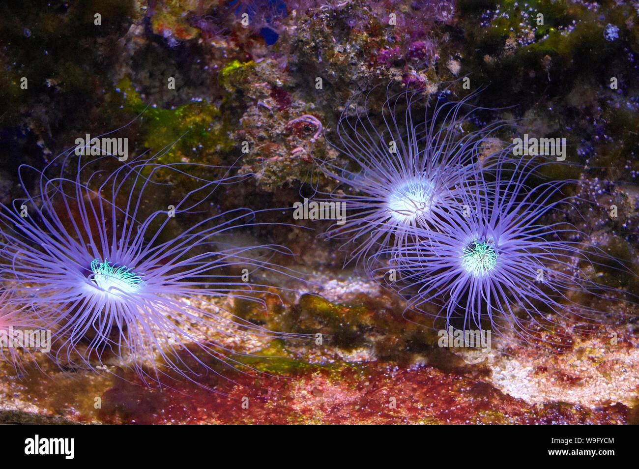 Glowing Fluorescent Blue Coral Reef Anemone Stock Photo