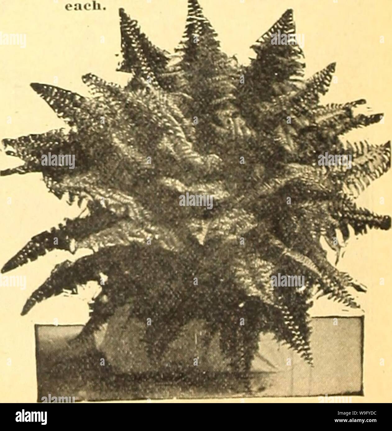 Archive image from page 83 of Currie's farm & garden annual. Currie's farm & garden annual : spring 1922 47th year  curriesfarmgarde19curr 5 Year: 1922 ( The Beautiful Feather Fern. FEATHER FERN. Unsurpassed for Window Boxes or Hanging Baskets. The foliage is composed of dense, glossy green, graceful drooping branches. It is a very valuable house plant, being of easy culture, the sprays growing four to five feet long. When cut, the sprays retain their freshness for an unusual length of time. 30c eacli: 3 for 75c; larger plants 50c and 75c each. FERNS. Ostrich Plume or AVhItmanll Fernâ 'Fronds Stock Photo