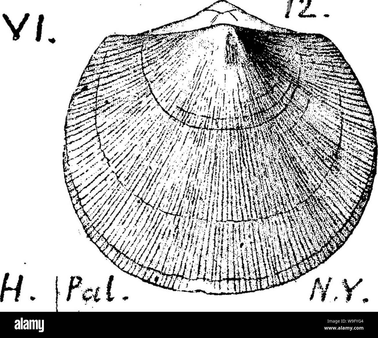 Archive image from page 84 of A dictionary of the fossils Stock Photo