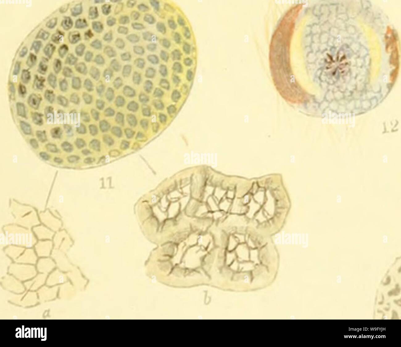 Archive image from page 84 of Curiosities of entomology (1871) Stock Photo