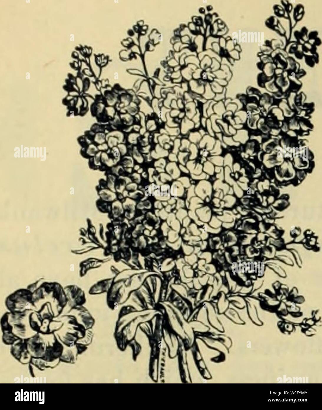 Archive image from page 84 of Currie Bros' horticultural guide . Currie Bros.' horticultural guide : spring 1888  curriebroshortic1888curr Year: 1888 ( 81    STOCKS. Plants now largely used for bedding; especially de- sirable for the profusion of their flowers; all col- ors. Each, lOcts.; per dozen 75 STREPTOCARPUS. A lovely little house plant, flowering most of the season; flowers light blue, trumpet shaped; each.. 15 Stock Photo