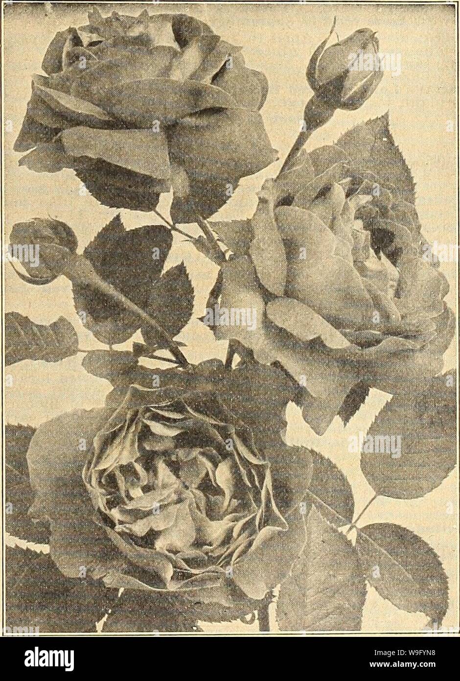 Archive image from page 84 of Currie's farm & garden annual. Currie's farm & garden annual : spring 1922 47th year  curriesfarmgarde19curr 5 Year: 1922 ( ROSES Dwarf Fruiting Orange. Dwarf OrangeâA true Orange, bearing masses of waxy-white fragrant blos- soms followed by bright colored, very sweet fruit. Plants bloom and bear fruit when only five and six inches high. Nice plants, 30c each; large plants, 50c and $1.00. Fuchsia, Gloire des JIarches. THE BEST FUCHSIAS. PhenomenalâBright scarlet flowers with rich purple corolla; very double. Wave of LifeâGolden foliage, flowers dark purple, single Stock Photo
