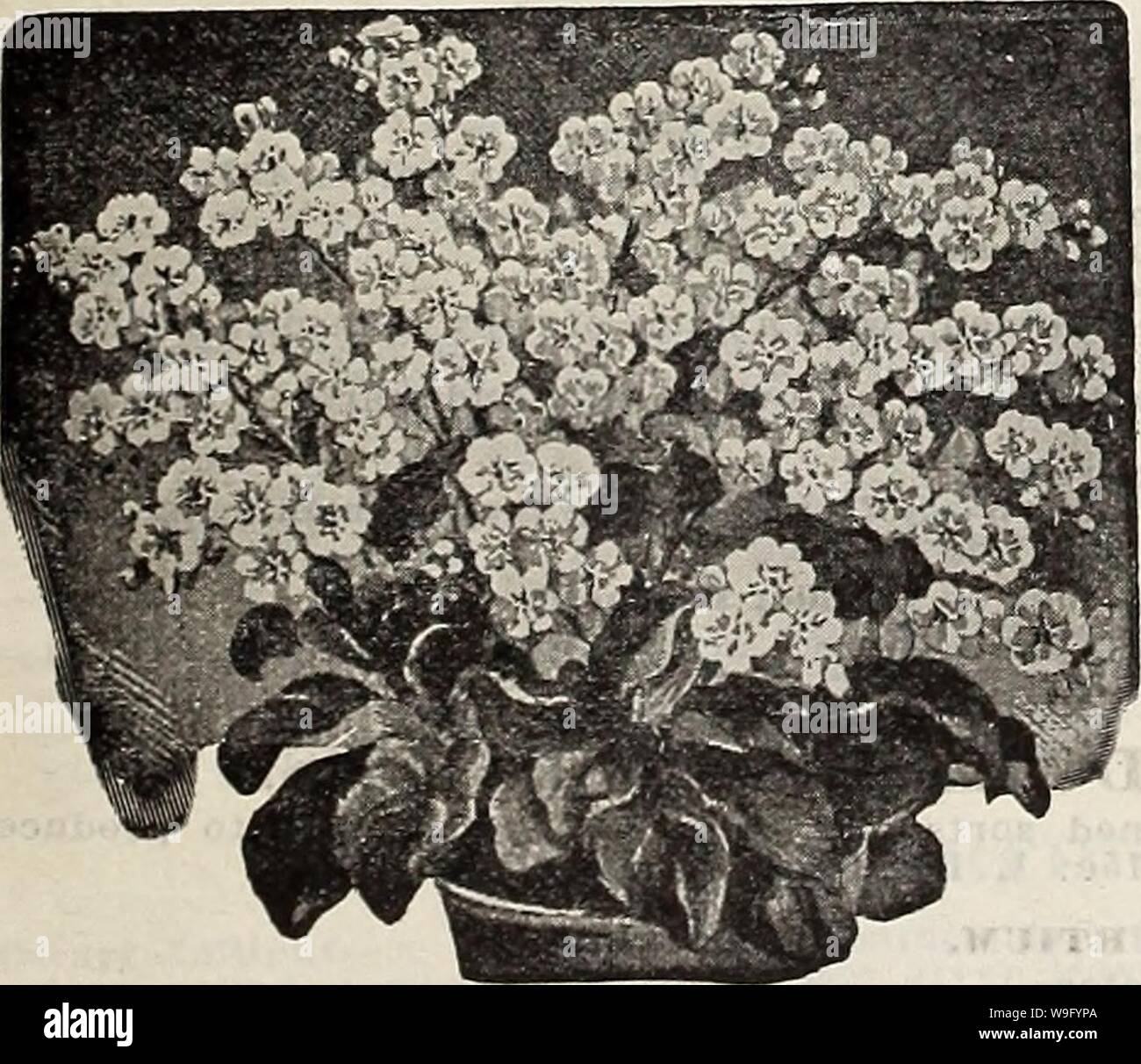 Archive Image From Page 84 Of Currie S Farm And Garden Annual Currie S Farm And Garden Annual Spring 1914 Curriesfarmgarde19curr 11 Year 1914 Soak Seeds Of Japanese Morning Glory And Moon
