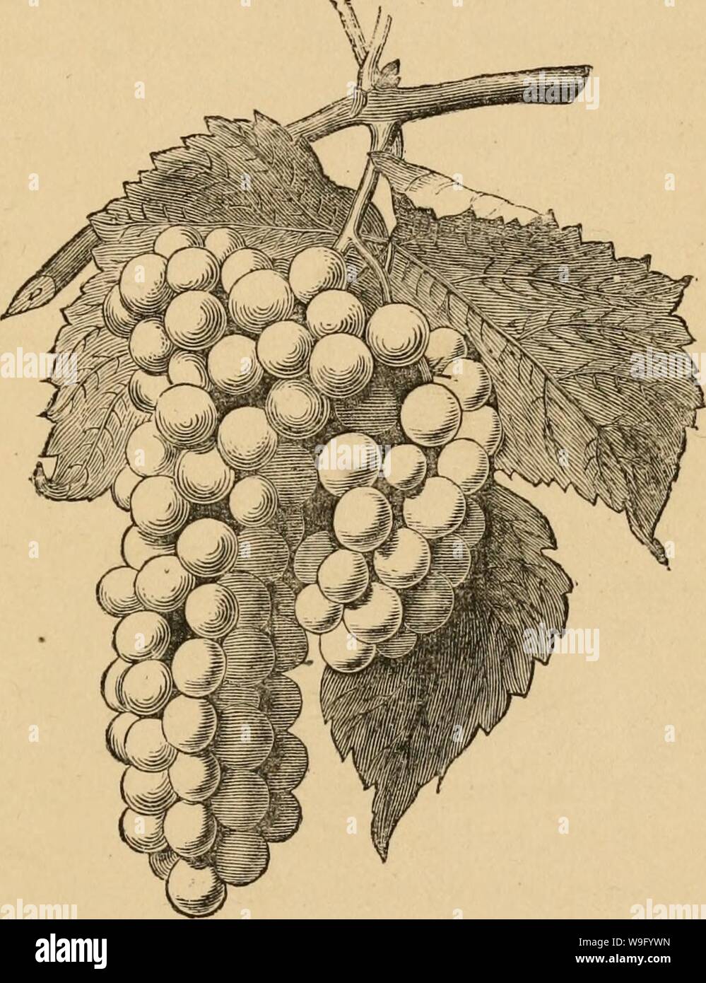Archive image from page 84 of The cultivation of the native Stock Photo