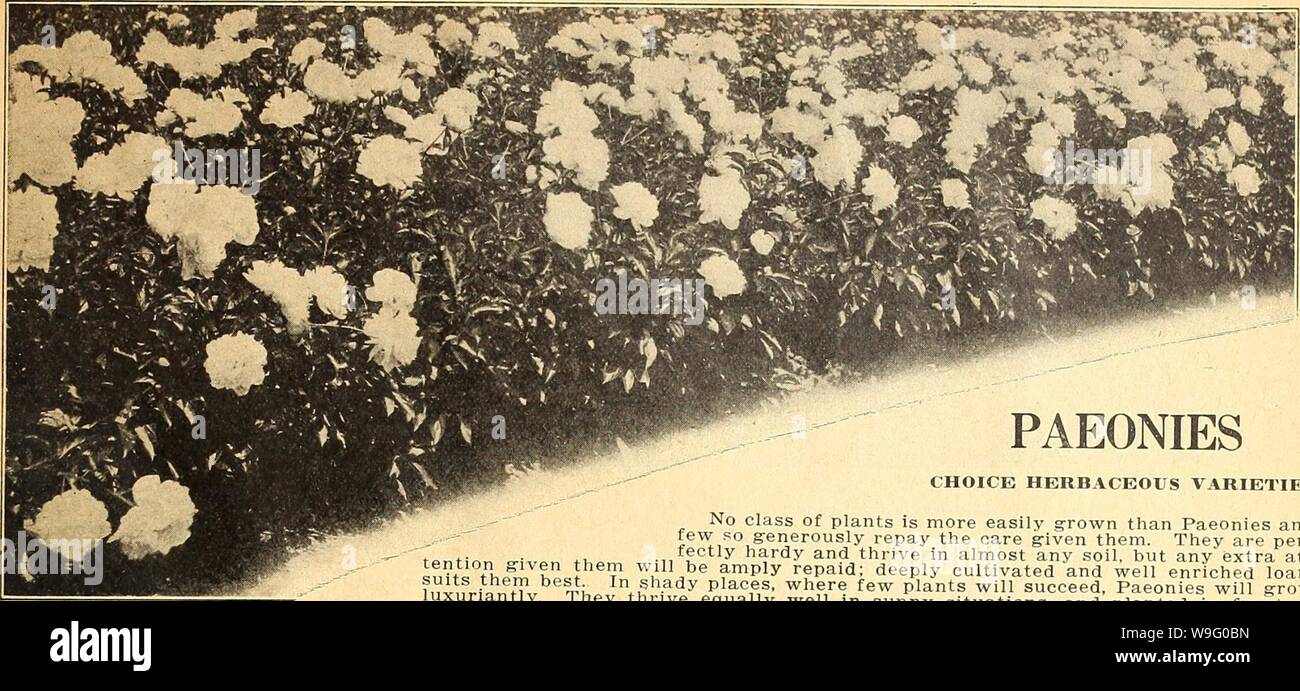 Archive image from page 86 of Currie's farm and garden annual. Currie's farm and garden annual : spring 1920 45th year  curriesfarmgarde19curr 3 Year: 1920 ( LIST OF CHOICE PAEONIES FOR 1920. 81    CHOICE HERBACEOUS VARIETIES No class of plants is more easily grown than Paeonies and t«w so generously repay the care given them. They are per- er,tir&gt;,i o-i„&lt;.„ tu -7. £'  hardy and thrive in almost any soil, but any extra at- «nVt= thni, hoct  i'.,® amply repaid; deeply cultivated and well enriched loam fniifriprftT,. i, In shady places, where few plants will succeed, Paeonies will grow hr Stock Photo