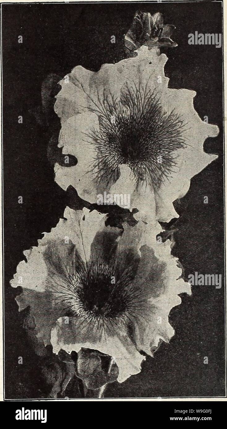 Archive image from page 87 of Currie's farm and garden annual. Currie's farm and garden annual : spring 1914  curriesfarmgarde19curr 11 Year: 1914 ( 82 CURRIE BROTHERS COMPANY, MILWAUKEE, WIS. PETUNIA. A highly ornamental and profuse flowering1, easily culti- vated garden favorite. The brilliancy and variety of its col- ors, combined with the duration of its blooming period, render it! invaluable for planting out in beds or mixed borders. The Seeds of the double Petunia do not possess as much vitality as those of the single, and a good deal of care must be used to get them to germinate, nor wi Stock Photo