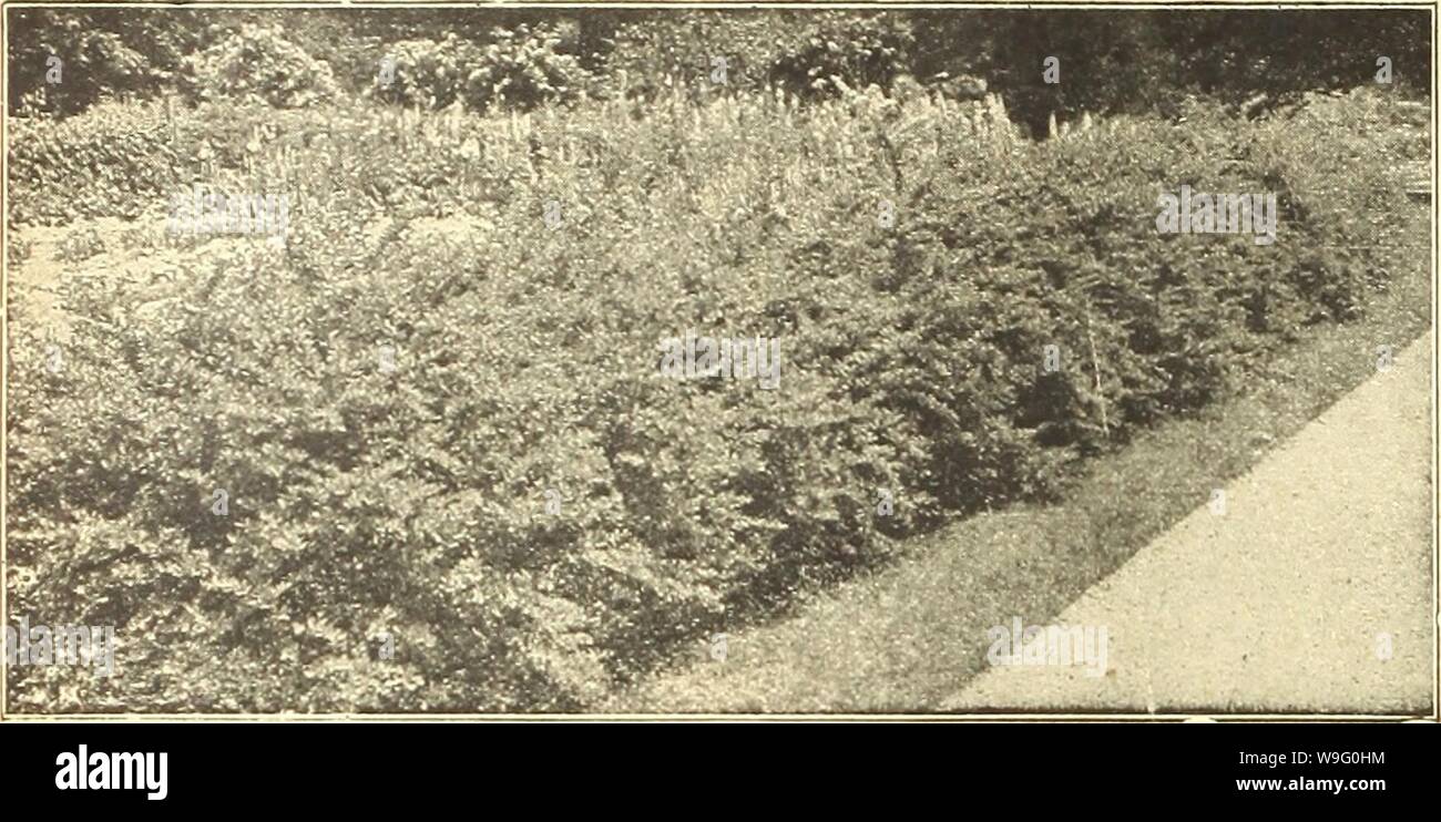 Archive image from page 87 of Currie's farm and garden annual. Currie's farm and garden annual : spring 1921 46th year  curriesfarmgarde19curr_4 Year: 1921 ( 82 CURRIE BROTHERS COMPANY, MILWAUKEE, WIS.    Herberts Thunbergli. HARDY FLOWER- ING SHRUBS Shrubs are now universally recognized as an important, in fact, an indispensable feature in the embellishment of the home grounds. They lend themselves to many useful as well as ornamental purposes in the creation of a beautiful landscape; here to screen some necessary, but unsightly object, there as a hedge to indicate a dividing line, and again Stock Photo