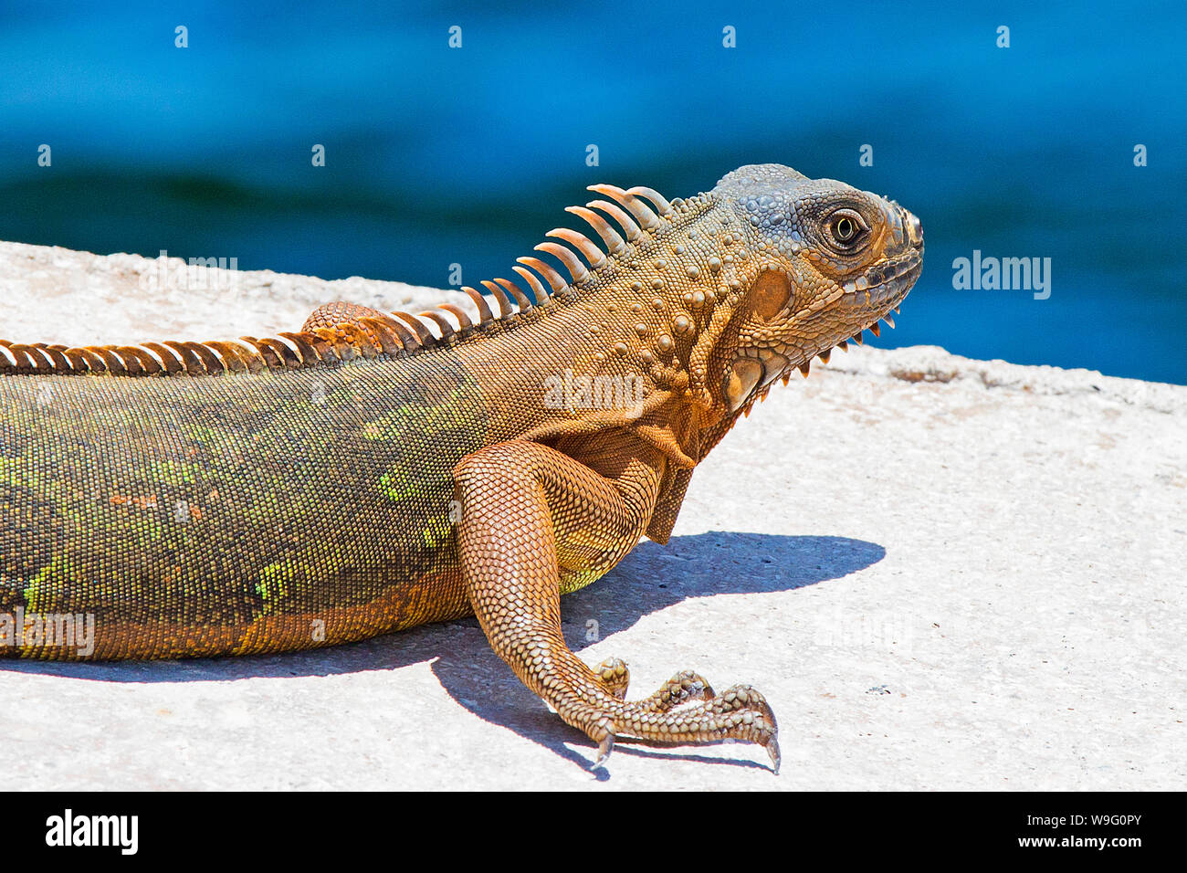 A Green Iguana photographed in the Florida Keys near the Seven Mile
