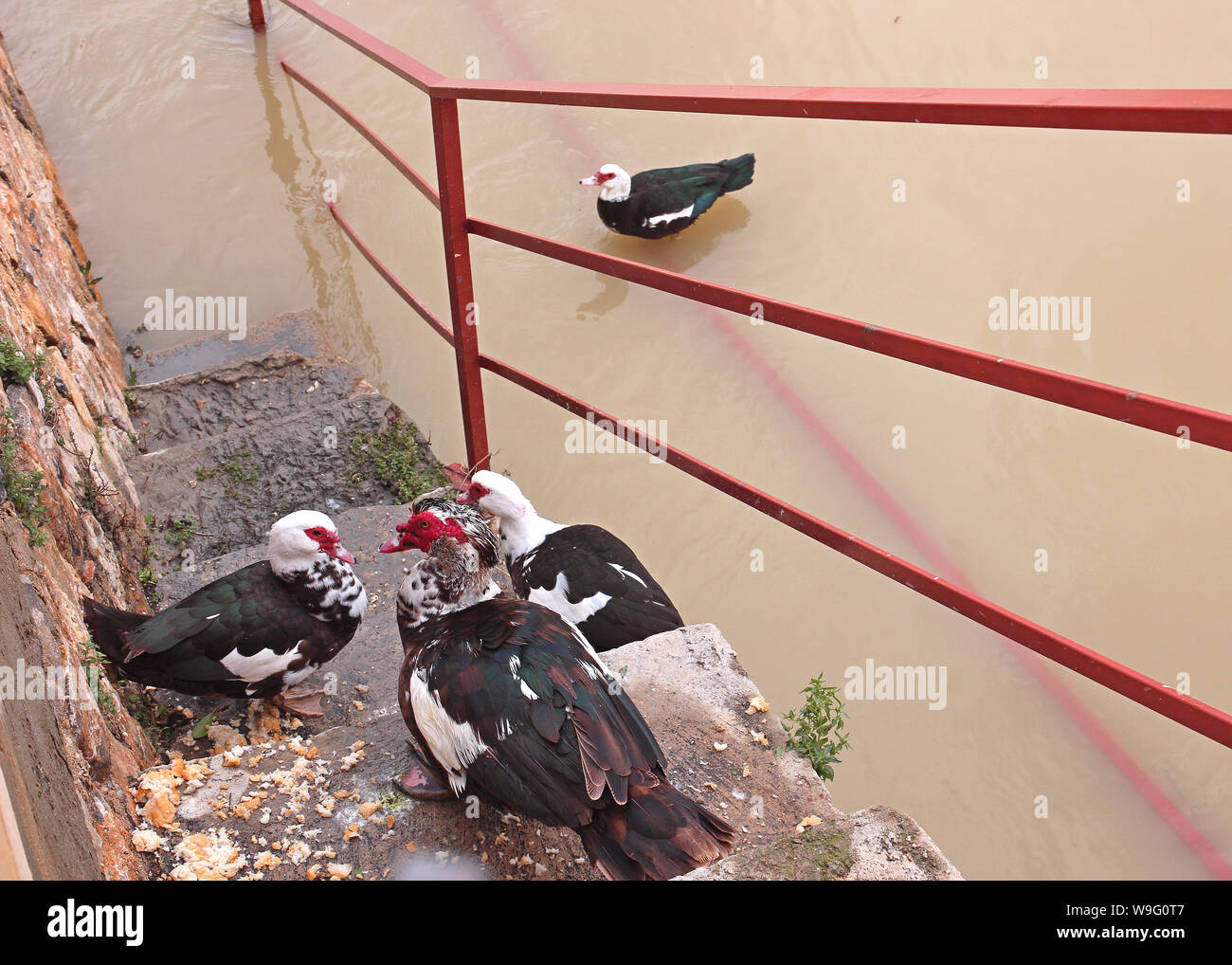 A conference on the steps. Muscovy ducks gather together on the dirty old steps down into the River Segura at Rojales, Alicante Province, Spain. Stock Photo