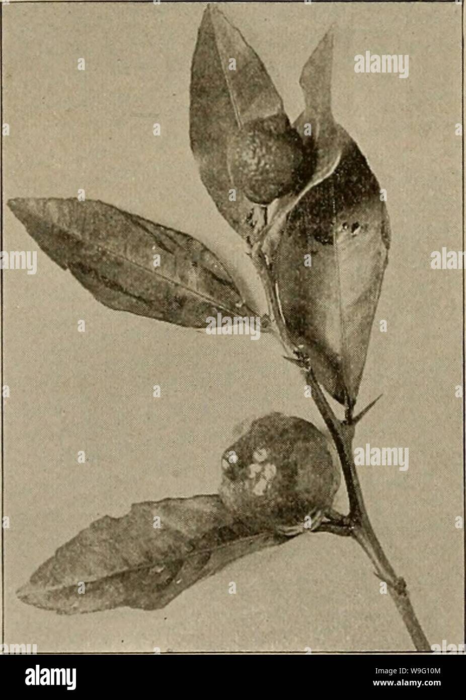 Archive image from page 89 of Culture of the citrus in. Culture of the citrus in California  cultureofcitrusi00cali Year: 1900 ( 82 STATE BOARD OF HORTICULTURE. Duncan.—A new variety recentl}' introduced into the State. Much larger than an orange and smaller than a shaddock; a delicious fruit, by many preferred to an orange. Skin smooth, pale yellow, sulsacid. The membrane dividing the pulp is bitter and must be Removed before eating the pulp. Thursby. March Seedless. Leondardy. THE OTAHEITE ORANGE. Citrus aurantium, var. Pumiluvi, Gallesio. This dwarf species of the citrus is largely grown in Stock Photo