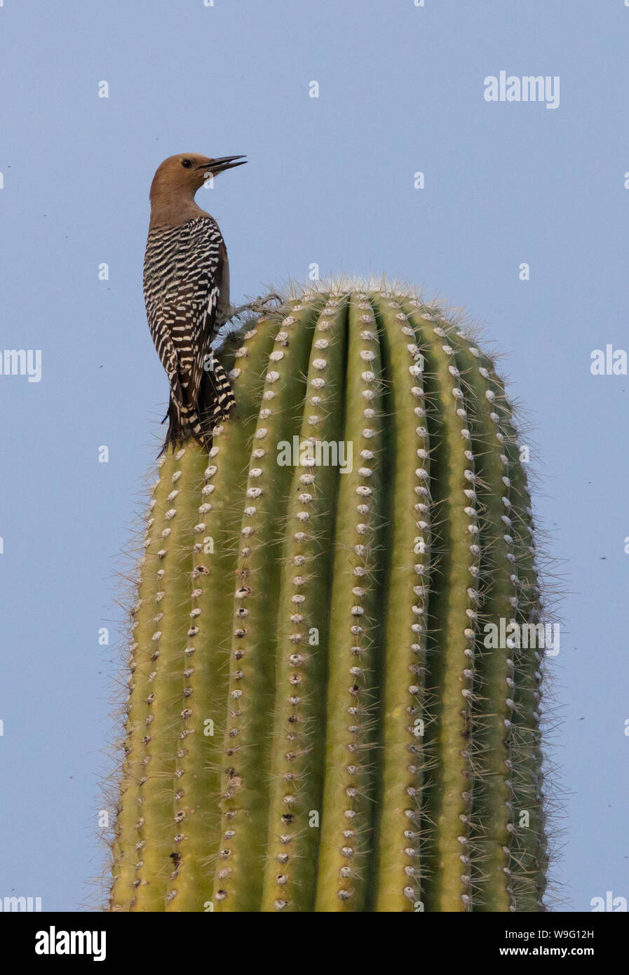 A Gila woodpecker (Melanerpes uropygialis) perches on the top of a Saguaro cactus at Catalina State Park in Arizona Stock Photo