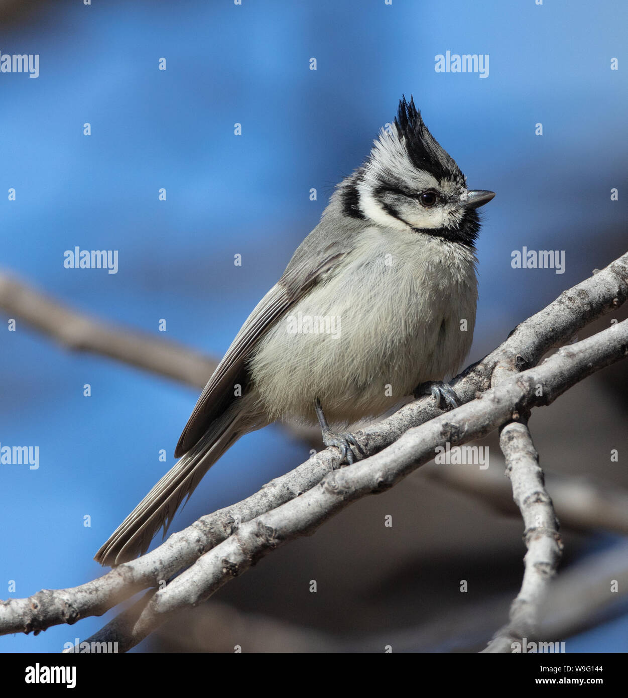 A handsome bridled titmouse (Baeolophus wollweberi) sits on a branch in Peppersauce Canyon near Tucson, Arizona Stock Photo