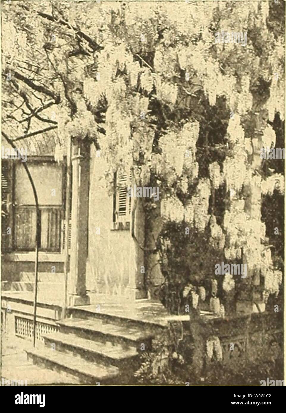 Archive image from page 91 of Currie's farm and garden annual. Currie's farm and garden annual : spring 1920 45th year  curriesfarmgarde19curr 3 Year: 1920 ( ? ' tl'    WlMtarla. Clematis Jaekmanni. WISTARIA This very popular hardy vine is one of the best climbers in cultivation. It is a rapid grower. but delights in deep, rich soil. A sunny situa- tion is most condu- cive to its growth and the development of its exceedingly beautiful and attrac- tive blossoms. SinenHlM — Has long pendulous clusters of pale blue flow- ers in May, June and autumn. Ea. 50c. ChinONe ATilte—The finest of all pure Stock Photo