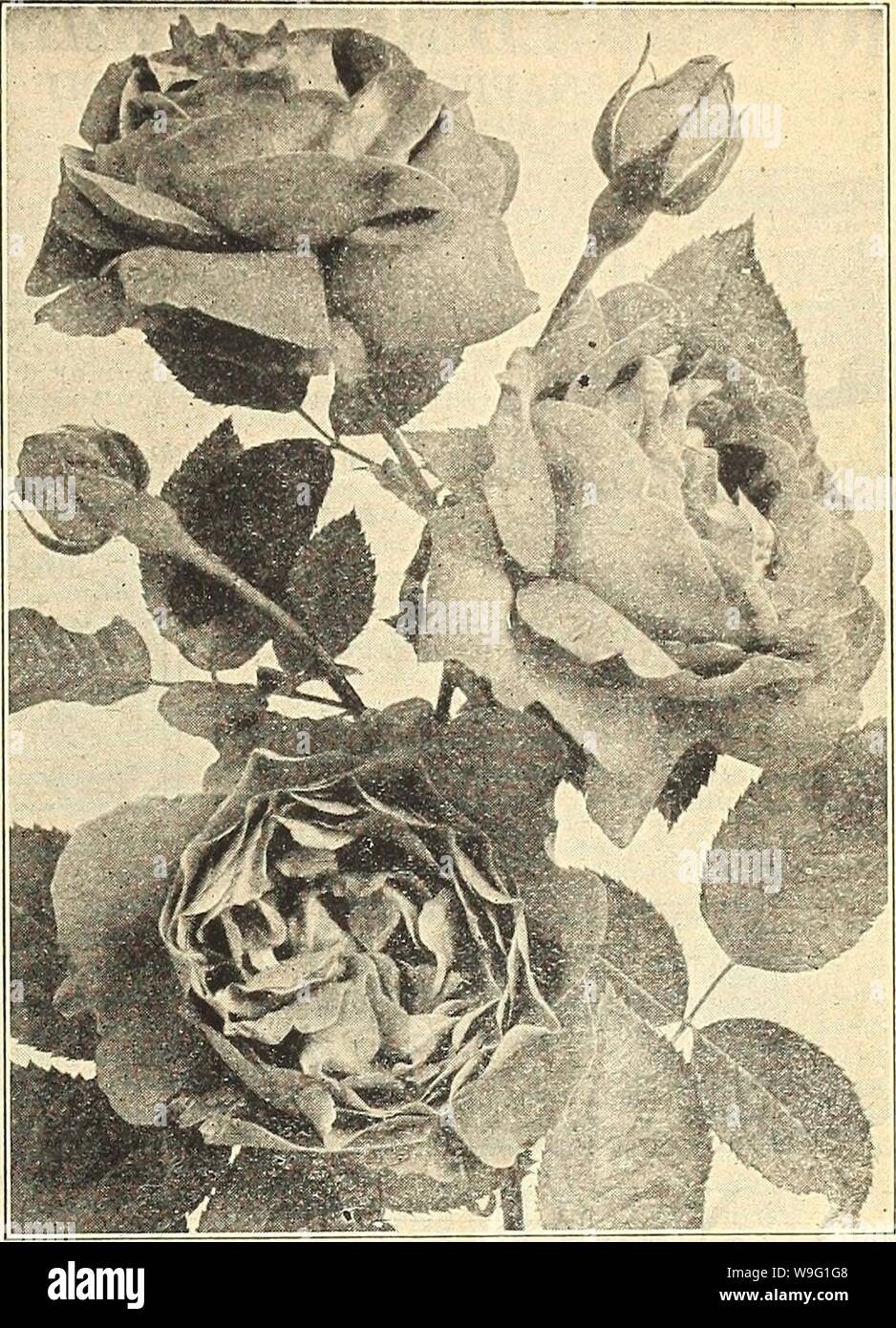 Archive image from page 92 of Currie's farm and garden annual. Currie's farm and garden annual : spring 1921 46th year  curriesfarmgarde19curr 4 Year: 1921 ( LIST OF ROSES, ETC., FOR 1921. 87 ROSES perfect form, a the best known large and beau- Baroness RothschildâImmense globular flowers, rich satiny pink, very vigorous and a free bloomer. Baronne de BonstcttcnâVelvety blackish crimson, very large, dou- ble, fragrant flowers, string, vigorous grower. Fran Karl DruschkiâThe ideal hardy white rose, very free bloomer. tiruenii JacqueminotâBrilliant velvety red, one of roses under cultivation, fr Stock Photo