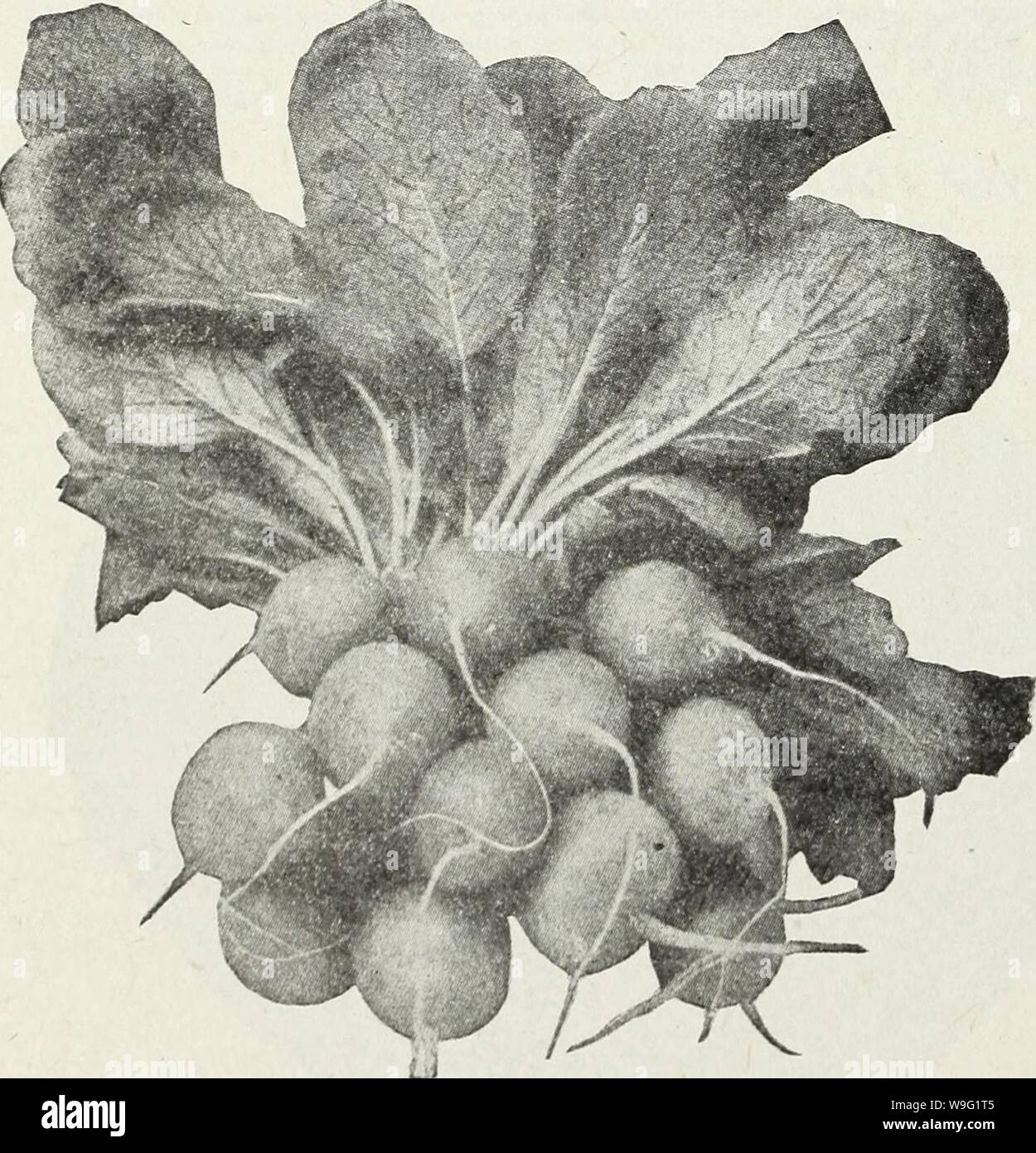 Archive image from page 93 of Currie's farm and garden annual. Currie's farm and garden annual : spring 1930  curriesfarmgarde19curr Year: 1930 ( RADISH Scarlet Globe Radish CRIMSON GIANT—Grows rapidly to a very large size and is very attractive in ap- pearance. The skin is bright crimson, flesh white and tender, with no tendency to become pithy or hollow. Pkt., 10c; oz., 15c; YA lb., 40c; 1 lb., $1.00. WHITE TIPPED SCARLET TURNIP (Rosy Gem)—A popular early variety. Pkt., 10c; oz., 15c; V lb., 35c; 1 lb., $1.00. Light rich ground is best for Radishes. Sow in shallow drills 12 inches apart ever Stock Photo