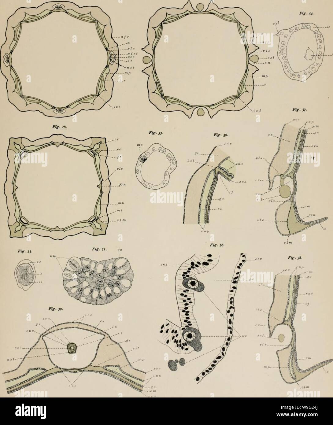 Archive image from page 94 of The Cubomedusae (1898) Stock Photo