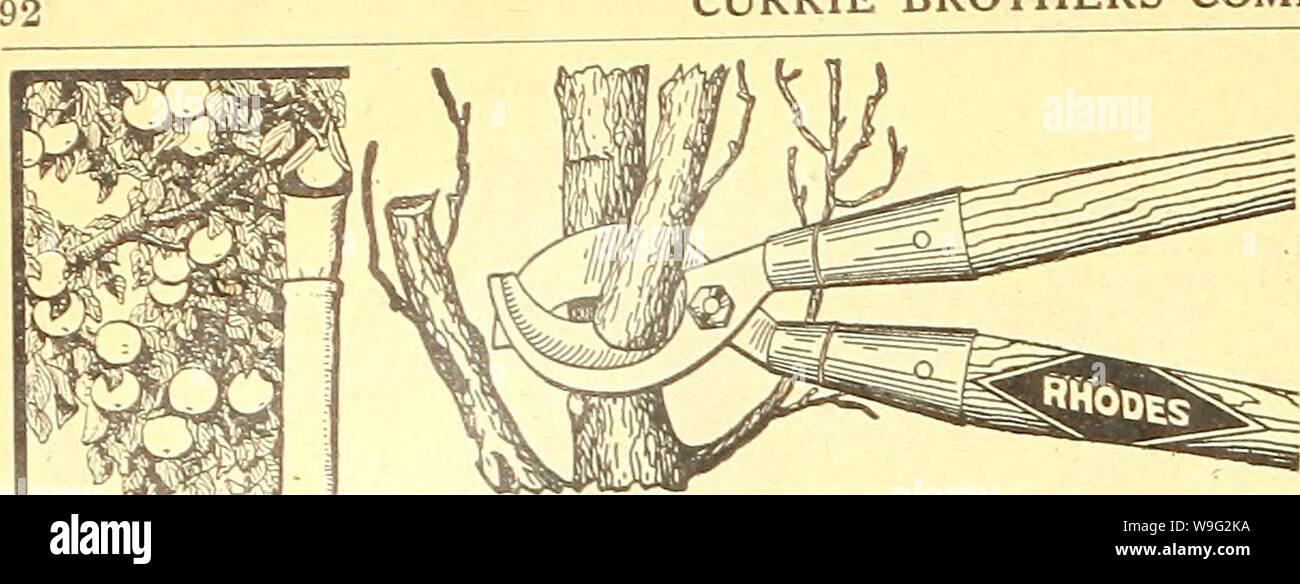 Archive image from page 97 of Currie's farm and garden annual. Currie's farm and garden annual : spring 1923 48th year  curriesfarmgarde19curr 6 Year: 1923 ( CURRIE BROTHERS COMPANY, MILWAUKEE, WIS. RHODES DOUBLE CUT PRUIVERS. The most powerful pruner made. The only Pruning Shear made that cuts 'from both sides of the limb and does not bruise the bark. 30 or 36 inch handles. Price $4.7s. Hedge Shears â With notch to prevent slipping when cutting large branches, S-inch $2.50; 9- Hedge SUears. Inch |275; 10- THE ST4.FFORD PERFECT FRUIT PICKER.  ,,  Consists of a rubber covered endless wire hook Stock Photo