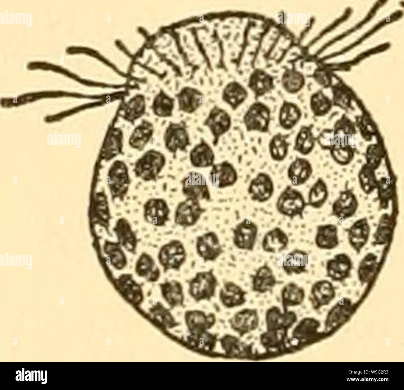 Archive image from page 97 of The culturing of algae; a. The culturing of algae; a symposium  culturingofalgae00phyc Year: 1950 ( Stock Photo