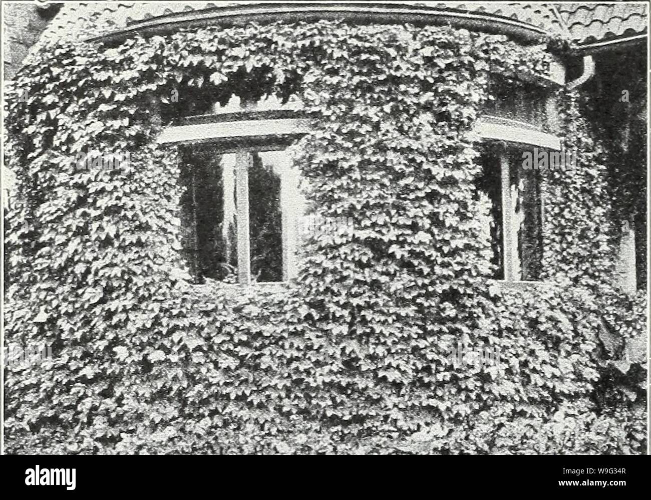 Archive image from page 99 of Currie's garden annual  spring. Currie's garden annual : spring 1934 59th year  curriesgardenann19curr 0 Year: 1934 ( Page 96 CURRIE BROTHERS CO., MILWAUKEE, WIS    HARDY VINES AND CLIMBERS AMPELOPSIS i work; foliage si.oo. (Virginia Creeper)âEach, 50c to ton Ivy)âClings to stone work. QUIQUEFOLIA $1.00. VEITCHII (Bo Each, 50c to $1. ARISTOLOCHIA (Dutchman's Pipe) SIPHOâA rapid growing climber with handsome, broad leaves of large size; fine for dense shade. Flowers brownish color resembling a pipe. Each, 75c to $1.00. CLEMATIS JACKMANIâRich purple. Each, 75c to Â§ Stock Photo