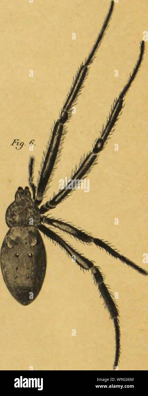 Archive image from page 100 of Bijdrage tot de kennis der. Bijdrage tot de kennis der arachniden van den Indischen archipel  CUbiodiversity1224148 Year: 1857 ( /'ir/ I //rtif/ rr/' i f ifs/r/i, .1 /la 2 ('/4f/Ã¯v r&lt;rr///f&lt;i Fio .f CVrr !â )&lt;â / /â f/tA.i////â /tr // /'ia J Cteea-a /t//Â«.Hf(r/a n , /ir/ j ' Ir â // fa rrtr/tirrr -v ,&gt;s.&gt; '/ Ml. Hixt JftZ Â£tUa.vt Stock Photo