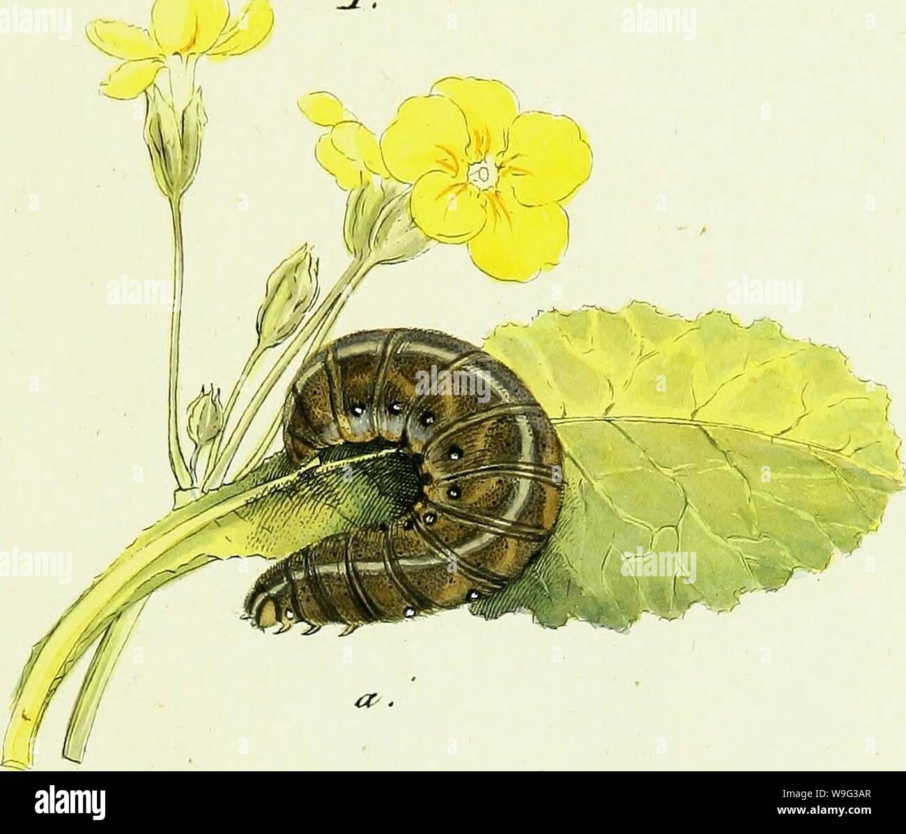 Archive image from page 100 of Geschichte europäischer Schmetterlinge (1806). Geschichte europäischer Schmetterlinge  CUbiodiversity1742385-9606 Year: 1806 ( J2rv&lt;&  G-.6- Stock Photo