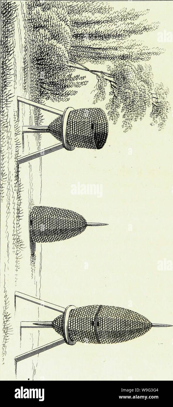 Archive image from page 101 of Traité sur le gouvernement des. Traité sur le gouvernement des abeilles CUbiodiversity1178837 Year: 1816 ( £ a & V Stock Photo