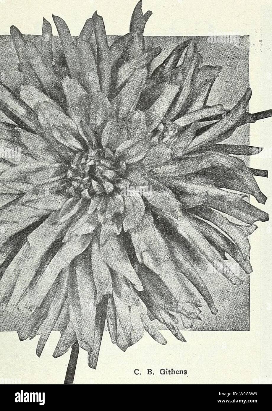 Archive image from page 104 of Currie's garden annual  spring. Currie's garden annual : spring 1931 56th year  curriesgardenann19curr Year: 1931 ( CURRIE BROTHERS CO. MILWAUKEE, WISCONSIN    C. B. Githens SHOW OR BALL DAHLIAS Each A. D. LIVONIâBeautiful soft pink, well formed flowers with long stems. Free- flowering- $0.25 D. M. MOOREâIn this offering we have one of the best 'nearly black' varieties to date. It is a rich, deep, velvety Victoria-lake, which is a shade deeper than deep maroon 35 MAUDE ADAMS. (Alexander)âThe color is a pure snowy white, very effec- tively overlaid clear delicate Stock Photo