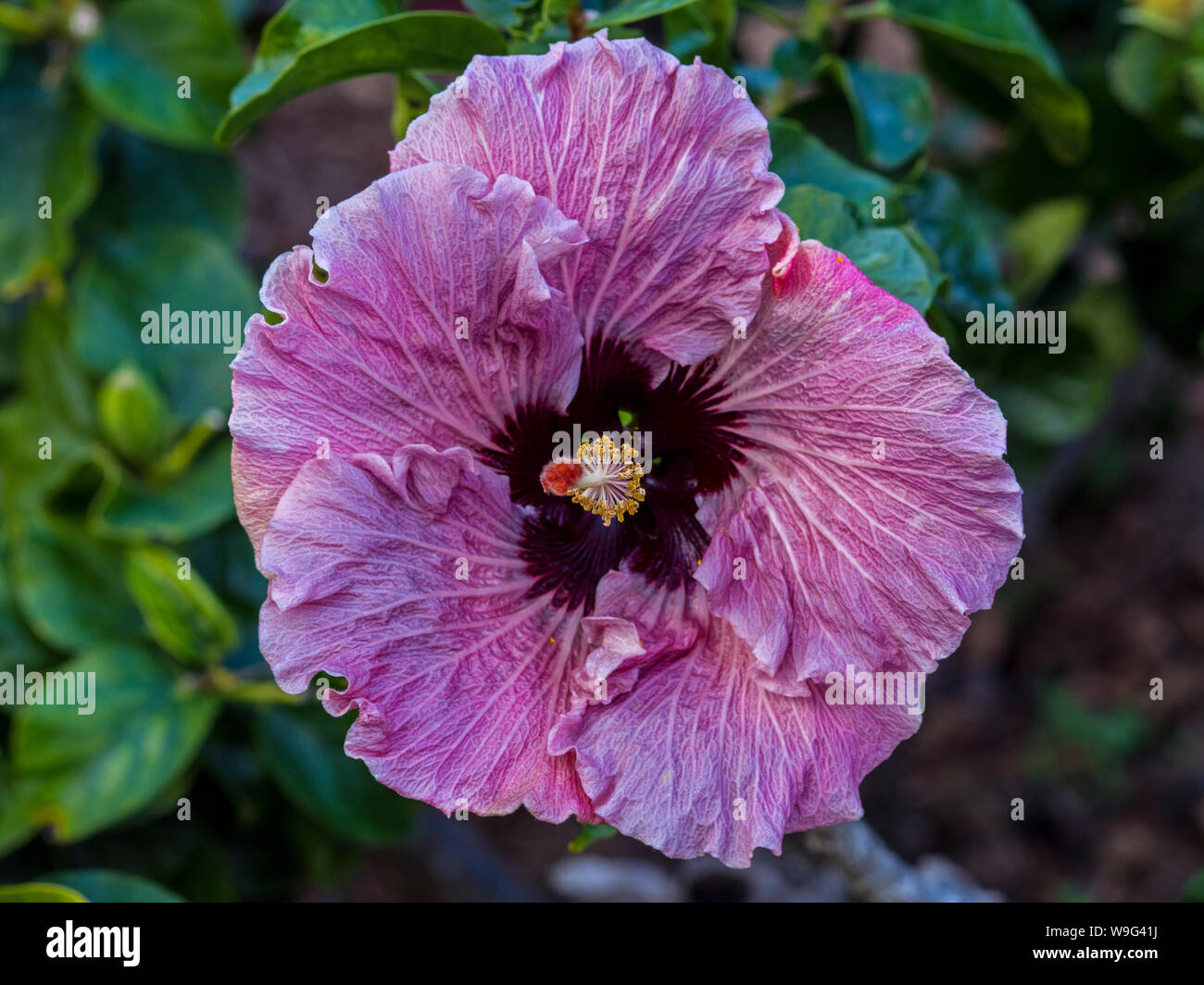 Hibiscus seed hires stock photography and images Alamy