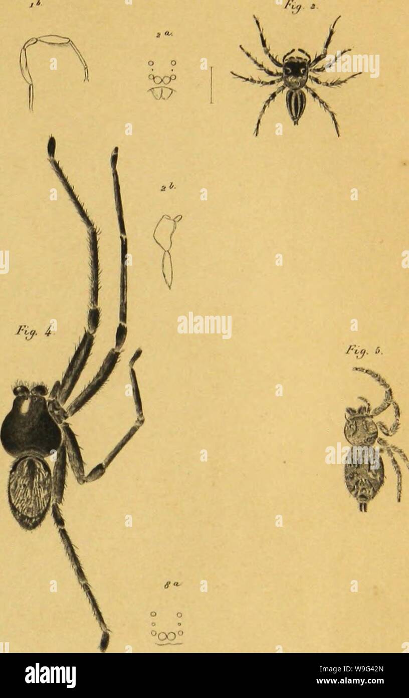 Archive image from page 106 of Bijdrage tot de kennis der. Bijdrage tot de kennis der arachniden van den Indischen archipel  CUbiodiversity1224148 Year: 1857 ( Â°OCP ixr    KQ j  iy i t 't///, ,/s ,J ,//.&gt;, ,v,Ã¯. /',â 3 t /â //Arr/.J rs-, &gt;///, ,:i/i,r;As.&gt; ',â / /'ia .7 / '/'////.' Â«//â/â., 'r/ /â ',,. i â â¢Â». . iK'tZtiiAi,.,. Stock Photo