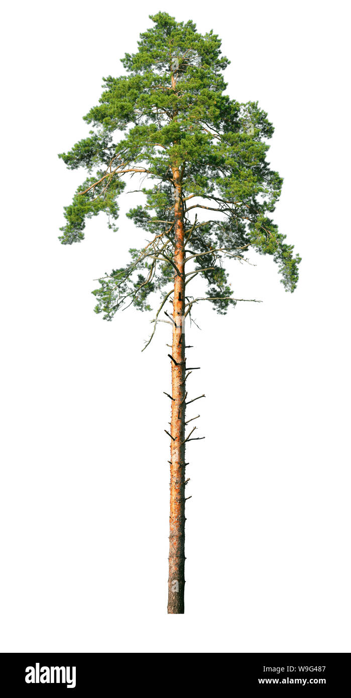 Tall Pine Tree