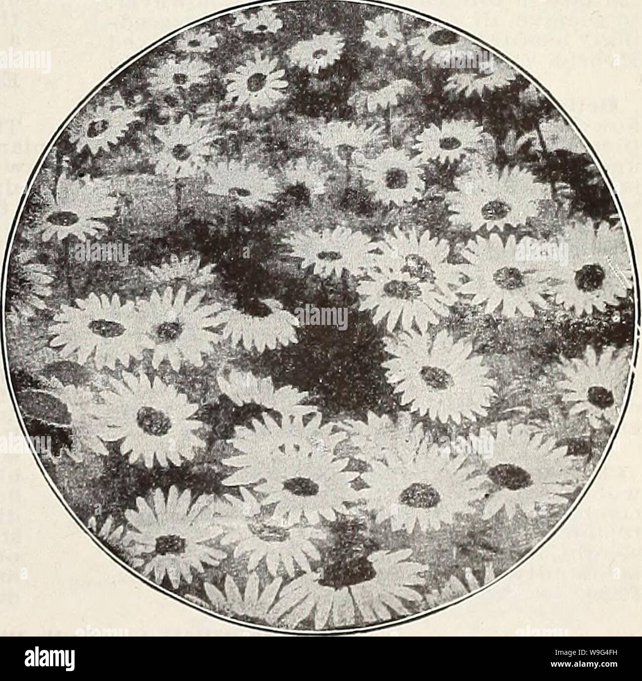 Archive image from page 108 of Currie's farm and garden annual. Currie's farm and garden annual : spring 1914  curriesfarmgarde19curr 11 Year: 1914 ( V, ; AQTTILEGIA. CALLIOPSIS OB COREOPSIS, CALLIOPSIS OR COREOPSIS. The herbaceous border is incomplete without one or more varieties of Coreopsis. They are exceedingly attractive, bloom continuously from June till late in the fall, and are very easy of cultivation. The flowers are neat in form, are borne on light but wirv and graceful stems and arrange beauti- fully in vases. C. Grandiflora—2 feet, June. Deep yellow. C. Laneeolata—2 feet, June. G Stock Photo