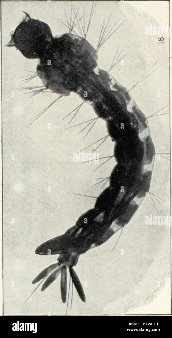 Archive image from page 108 of Os mosquitos no Pará Reunião. Os mosquitos no Pará. Reunião de quatro trabalhos sobre os mosquitos indigenas, principalmente as especies que molestam o homen  CUbiodiversity1124668 Year: 1905 ( Stock Photo