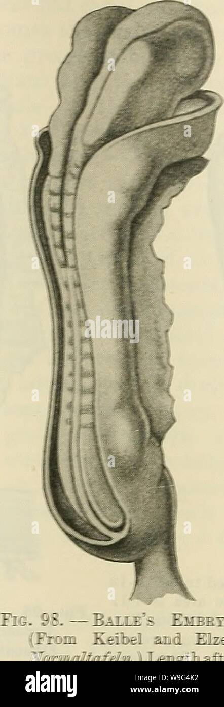 Archive image from page 109 of Cunningham's Text-book of anatomy (1914). Cunningham's Text-book of anatomy  cunninghamstextb00cunn Year: 1914 ( 2r ? â -ââ- ~ _ Fie. 97.âEbieiieb - Pfassesisiiel Zy- gote. (From Keibel and Elze's .altafdn.) The embryonic region is folded into the form of an 'â 'â 'â -'â 'â 'â¢-'-' -7 -â 'â ''-''- :'-:-.- âati :â ]â ! At the lower end of the Fig. (the :''--i----'- '-- -...:':' '-. -tt! ~-r-:'.'---.- ' :._- '.l.'.r::.. n 1 V. 1t- â¢~S.~y.. ~-i '----.-â¢ :il ; irrici. :â : tie neural rudiment is defined. Six 7-i-r- : :..--â -::_.;,! --â -....:-â¢ ;:Â» 7-~'--- ''--' Stock Photo