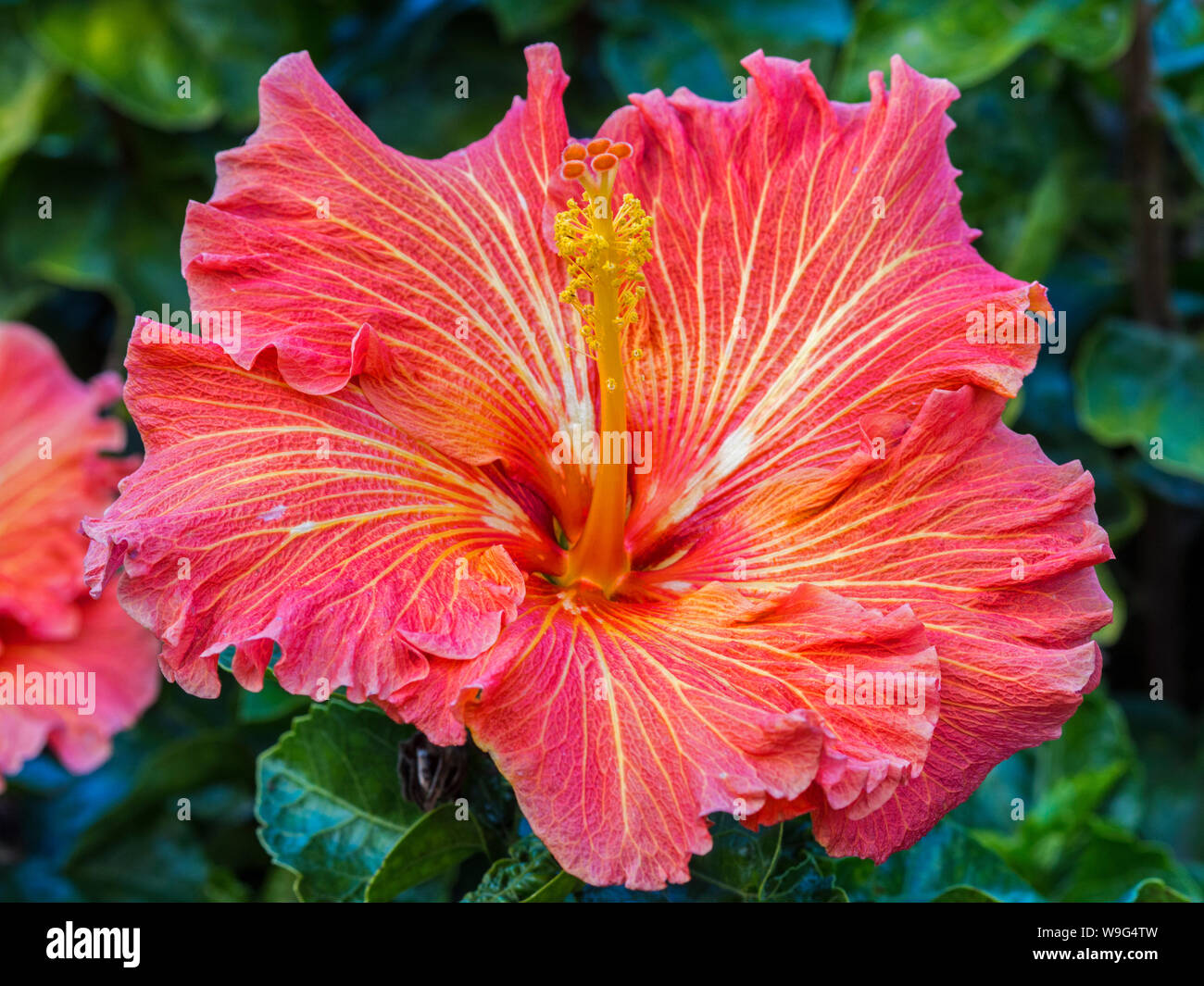 Hibiscus flowers Stock Photo