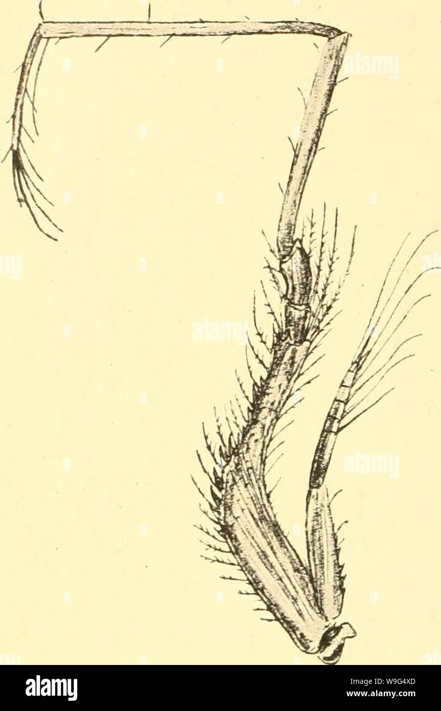 Archive image from page 111 of Cumacea (Sympoda) (1913). Cumacea (Sympoda)  cumaceasympoda00steb Year: 1913 ( Cumacea: 10. Diastyloididae, 1. Diastyloides, 11. Diastylidae D. biplicatus, A. M. Norman in: Ann. nat. Hist., ser. 6 v. 13 p. 276 | 1897 D. biplicata, T. Scott in: Rep. Fish. Board Scotl., v.lo p. 134 | 1900 Diastyloides h., G. O. Sars, Crust. Norway, v. 3 p. 62 t. 46 | 1900 D. b., Zimnier in: Fauna arctica, v. I p. 426 (with synonymy) | 1905 D. b., Caiman in: Sci. Invest. Fish. Ireland, 1904 app. 1 p. 5 48 I 1909 D. b., A. M. Norman & U. S. Brady in: Nat. Hist. Tr. Northumb., ser. 2 Stock Photo