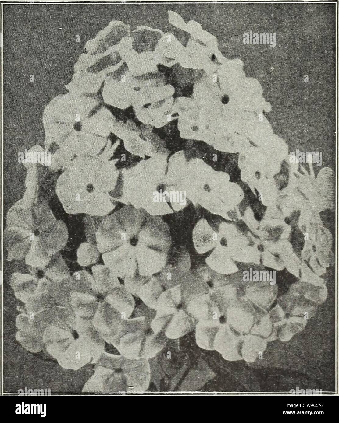 Archive image from page 114 of Currie's farm and garden annual. Currie's farm and garden annual : spring 1930  curriesfarmgarde19curr Year: 1930 ( MONARDA (Bergamot) Showy hardy plants with aromatic foliage, from 2 to 3 feet high, bearing bright flowers during July and August. Didyma, Cambridge Scarlet (Oswego Tea)—Brilliant crimson-scarlet. Rosea (Bee Balm)—Deep rose colored. Violacea—Bright amaranth red. Price, each, 25c; per dozen, $2.50. MYOSOTIS (Forget-me-not) Palustris Semperflorens—Azure blue, blooming continuously throughout the season; fine for shady nooks. Price, each, 25c; per doze Stock Photo