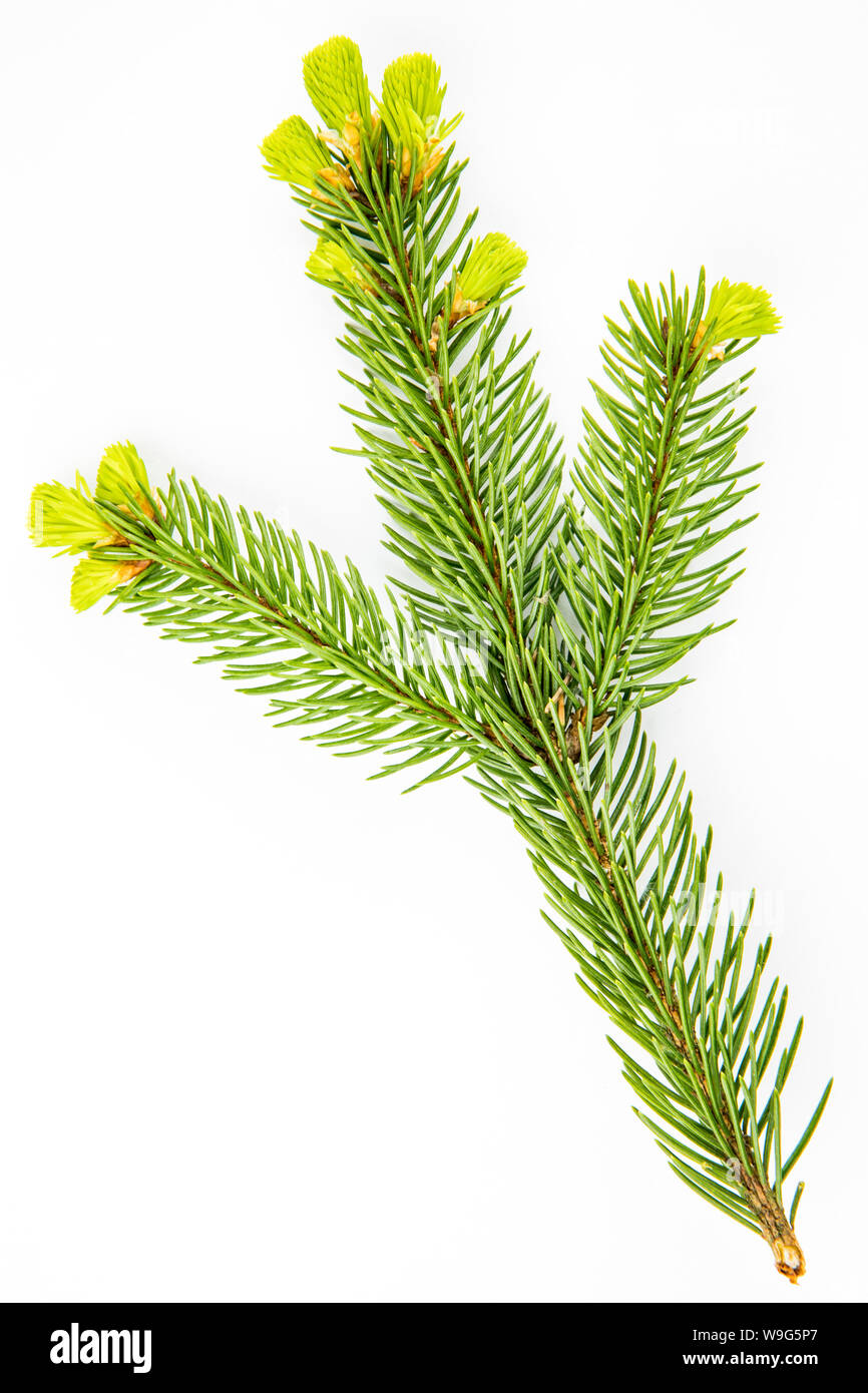 Pine branch with cones on a white background Stock Photo - Alamy