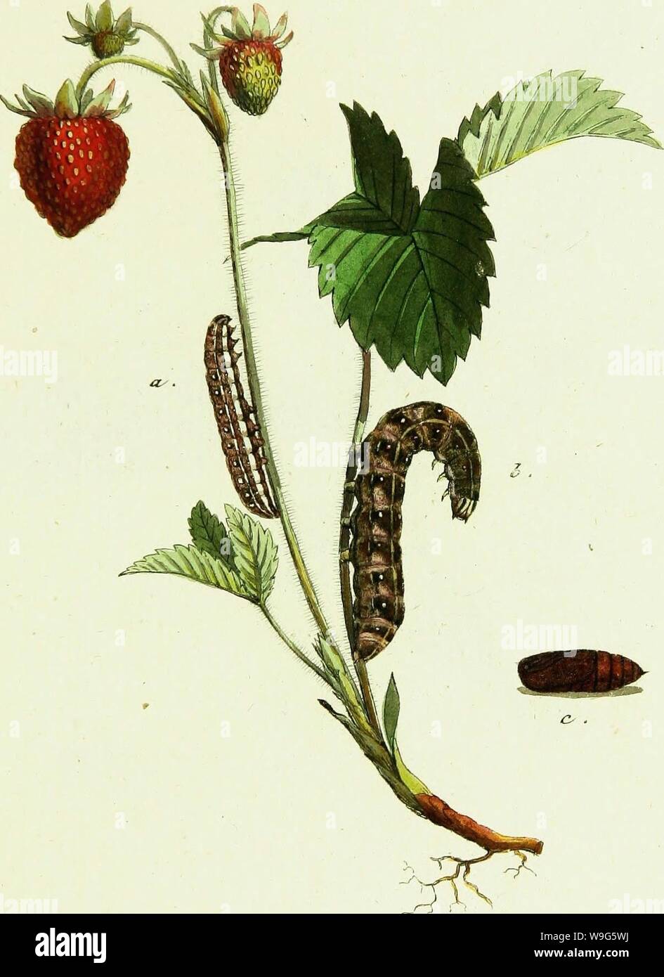 Archive image from page 118 of Geschichte europäischer Schmetterlinge (1806). Geschichte europäischer Schmetterlinge  CUbiodiversity1742385-9606 Year: 1806 ( Jo.JK SQ&£&lt;zs, JT. -ßeman£&, G     i . a . 3. o . tf/itiZ'ri&e/jz . Stock Photo