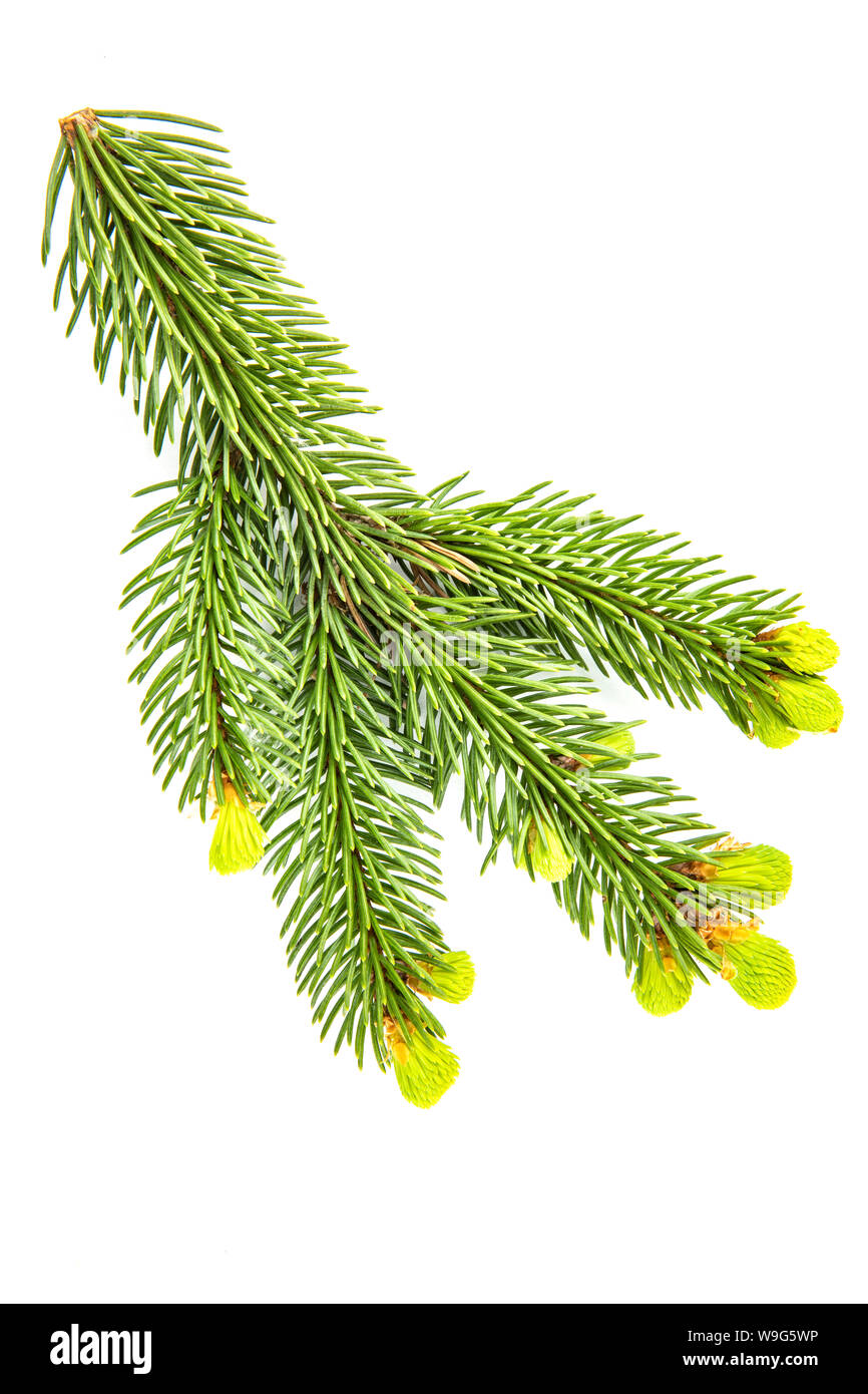 Pine branch with cones on a white background Stock Photo - Alamy