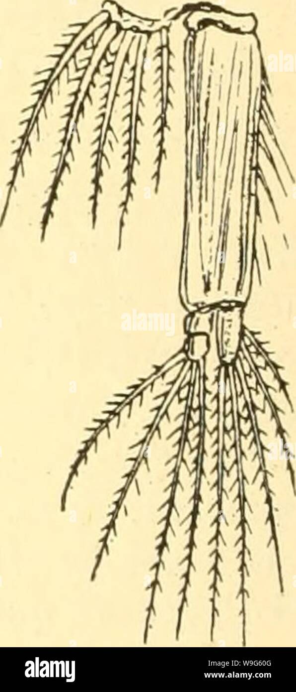 Archive image from page 119 of Cumacea (Sympoda) (1913) Stock Photo