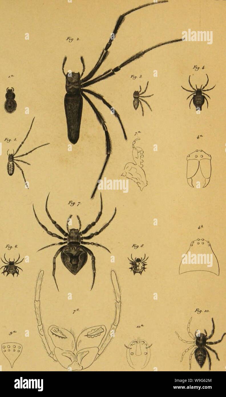 Archive image from page 120 of Bijdrage tot de kennis der. Bijdrage tot de kennis der arachniden van den Indischen archipel  CUbiodiversity1224148 Year: 1857 ( $teO yâ/r,&lt;t/ /1 â /. Fta. 4 f'Vi r / i Â« , ,rrr '/ //s /// r/) / l v/fafa P  ?//.//â t'r 'â /. Ra # f' 'frrfa tttr /'/ Fio.S ,y//,rfaâ /,;â,/,.,/â/Â« //â/fr /ry OU. c S.UA- . Stock Photo