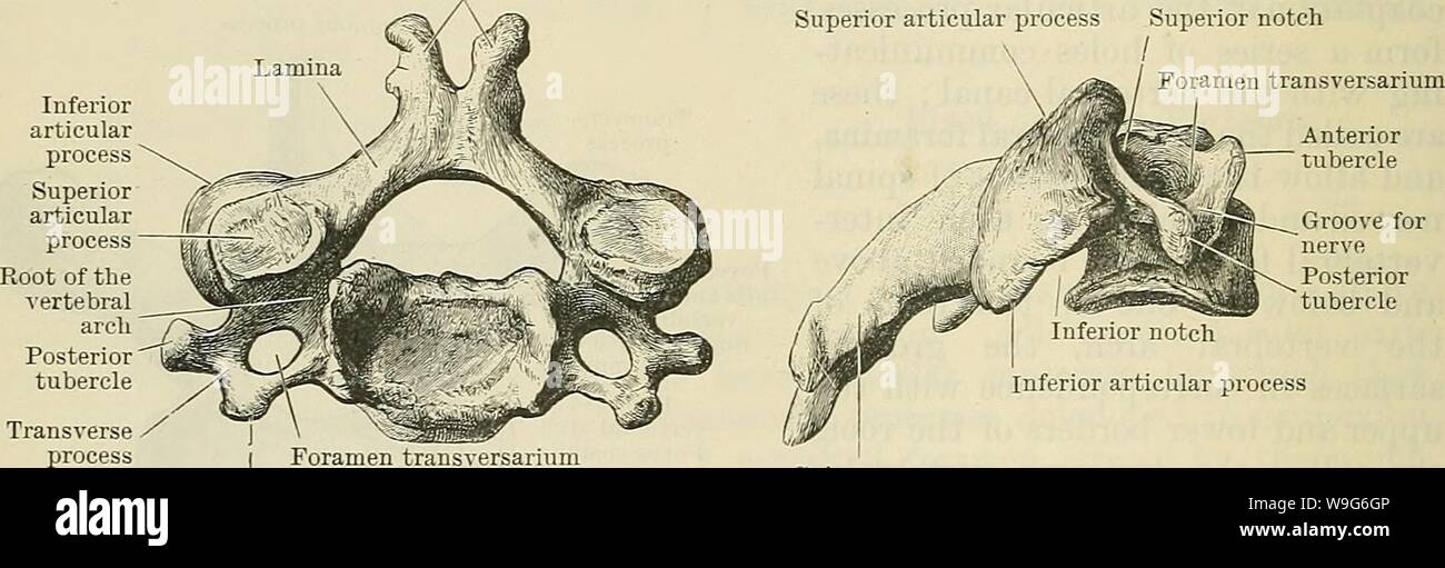 Archive image from page 123 of Cunningham's Text-book of anatomy (1914). Cunningham's Text-book of anatomy  cunninghamstextb00cunn Year: 1914 ( 90 OSTEOLOGY. THE TRUE OR MOVABLE VERTEBRvE. Vertebrae Cervicales. The cervical vertebrae, seven in number, can be readily distinguished from all the other vertebras by the fact that their transverse processes are pierced by a foramen. The two highest, and the lowest, require special description; the remaining four conform to a common type. Then bodies, the smallest of all the true vertebra?, are oblong in shape, the transverse diameter being much long Stock Photo