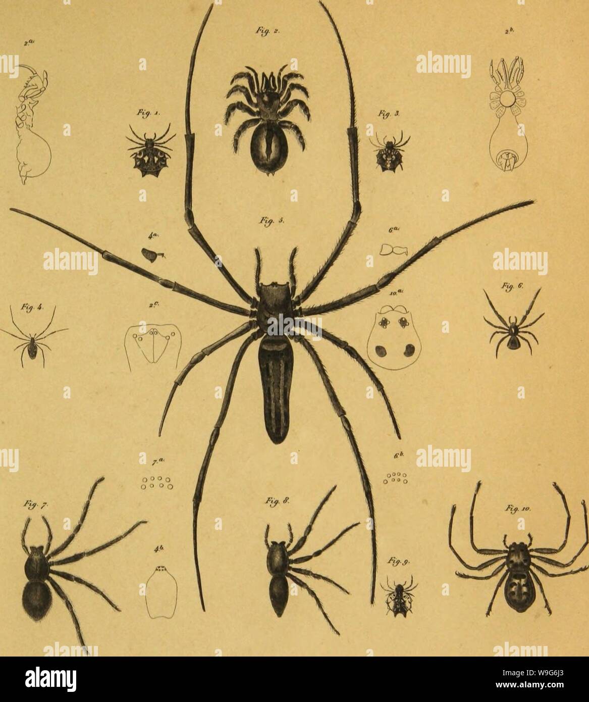 Archive image from page 124 of Bijdrage tot de kennis der. Bijdrage tot de kennis der arachniden van den Indischen archipel  CUbiodiversity1224148 Year: 1857 ( ,/////â / ,,/.    'I4l&lt;s 'Ã0J6&1 vâ,â/,â &lt;&/+ 321 uâ Â«  QV =Â»â¢ :&gt;&lt;t t f.ttAr .Au Stock Photo