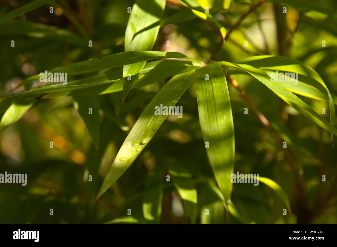 Sydney Australia, close up of raindrops on bamboo leaves Stock Photo