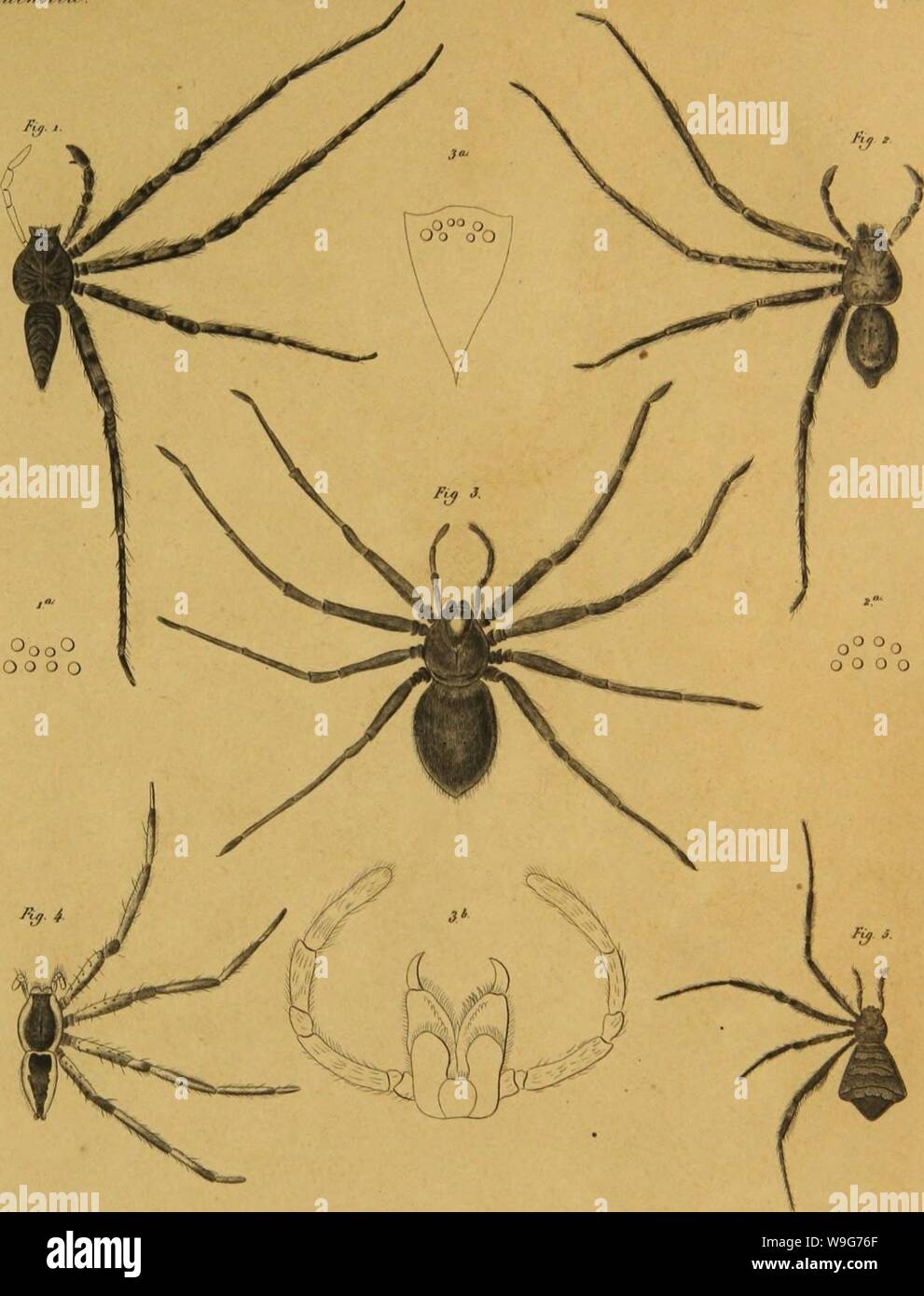 Archive image from page 128 of Bijdrage tot de kennis der. Bijdrage tot de kennis der arachniden van den Indischen archipel  CUbiodiversity1224148 Year: 1857 ( // Sr/i'// // ' f/    ,9 'â ' /'' &gt;Â»â¢&gt;'â¢&gt;  ' ///r?rr /&gt;J 1 ,r,!r/ ,//, r/ ML ./ÆÂ«...&lt;. JiÃªl MttA, JÂ±U.vta Stock Photo